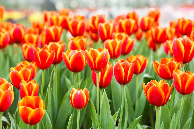 Premium Photo | Orange tulip flower fields