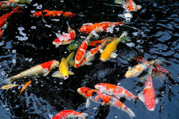 Premium Photo | Orange white koi