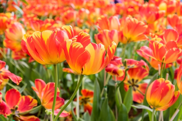 Free Photo | Orange yellow giant tulip in garden field