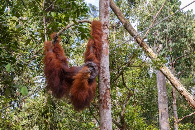 マレーシアのボルネオ島の枝にぶら下がっているオランウータン プレミアム写真