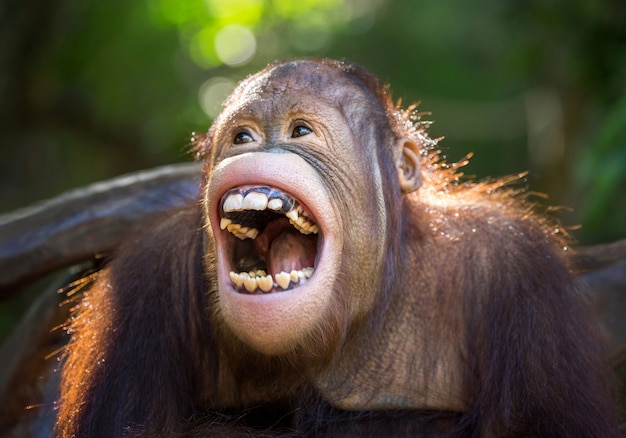 Premium Photo The orangutan  is laughing  happily 