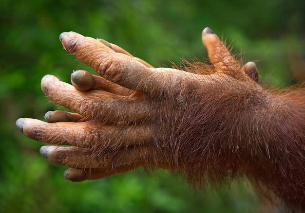 The orangutan's hands are playing in nature.