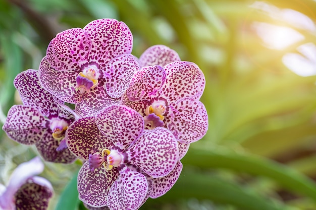 Orchid flower in garden at winter or spring day. Premium Photo