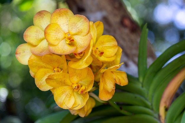 Орхидея winter love фото и описание