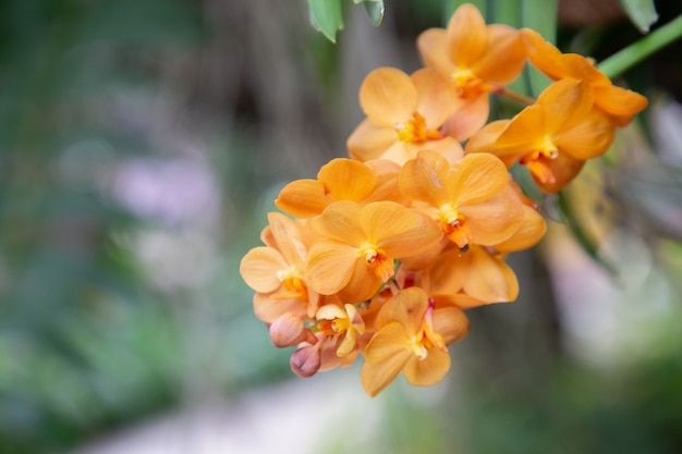 冬または春の日に蘭の庭で蘭の花 バンダオーキッド プレミアム写真