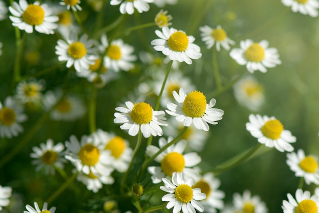 Premium Photo | Organic chamomile (chamaemelum nobile l.). on natural ...