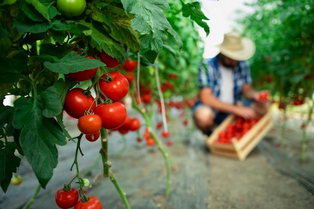 Cursos de agropecuária ead