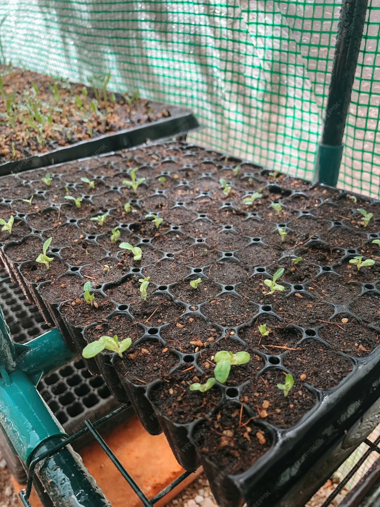 Premium Photo Organic lettuce plants germinating in seedbed