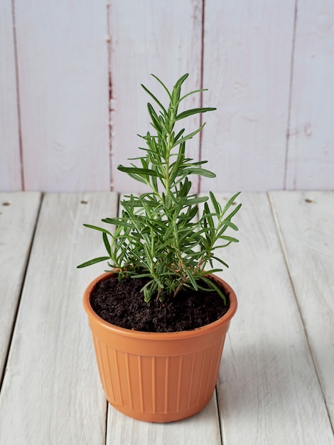 Premium Photo | Organic rosemary planted in pots placed on a white ...