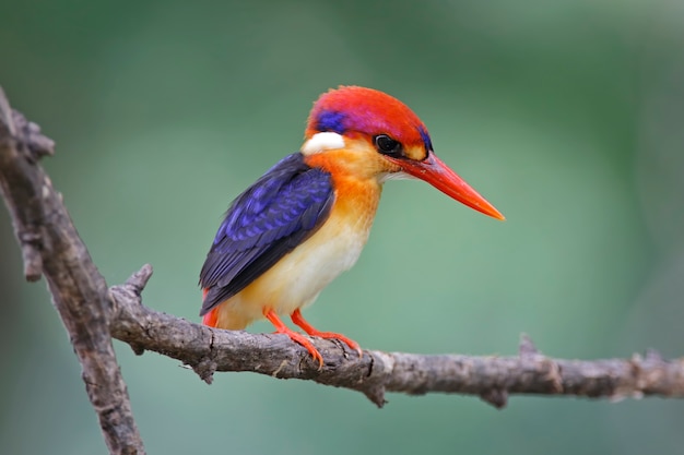 プレミアム写真 オリエンタルドワーフキングフィッシャータイの鳥