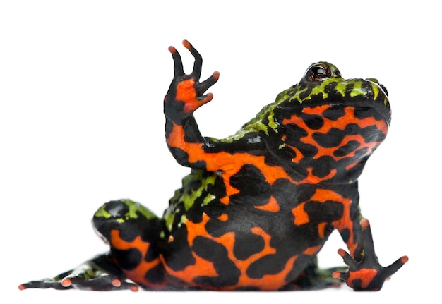 Premium Photo | Oriental fire-bellied toad waving, bombina orientalis ...