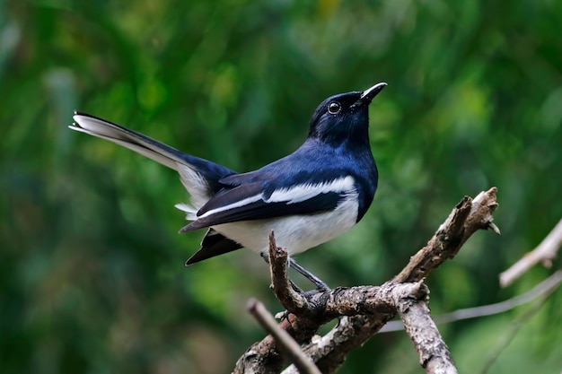 Premium Photo | Oriental magpie robin copsychus saularis beautiful male ...