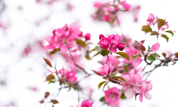 食用リンゴと呼ばれる咲く観賞用のリンゴの木 春の開花庭の果樹 ピンクのシベリアカニりんごの花の美しいクローズアップの素晴らしい壁紙 プレミアム写真