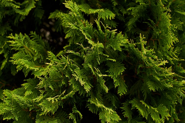 Premium Photo | Ornamental shrubs wall shrubs green background bush