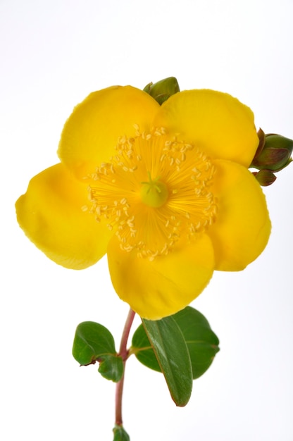 Premium Photo | Ornamental st. john's wort on a white background