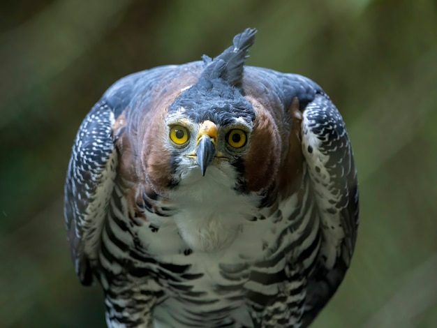 Premium Photo The Ornate Hawk Eagle Spizaetus Ornatus Is A Fairly