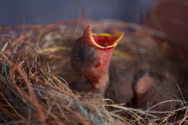 孤児の赤ちゃん鳥の巣 プレミアム写真