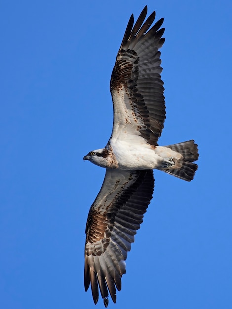 osprey pandion pack