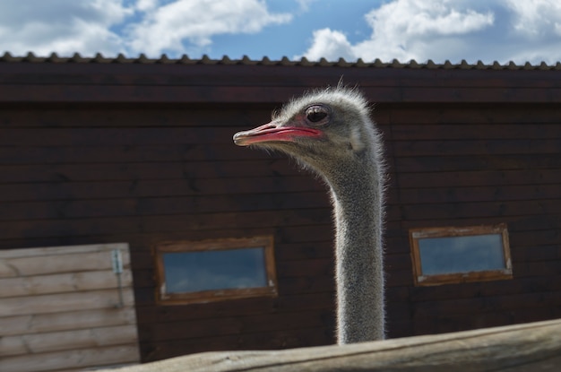 Download Free Ostrich Farm Free Vectors Stock Photos Psd Use our free logo maker to create a logo and build your brand. Put your logo on business cards, promotional products, or your website for brand visibility.
