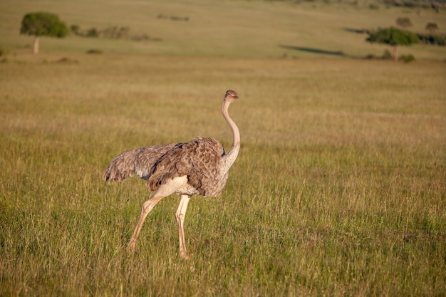 Free Photo | Ostrich walking on savanna in africa. safari. kenya