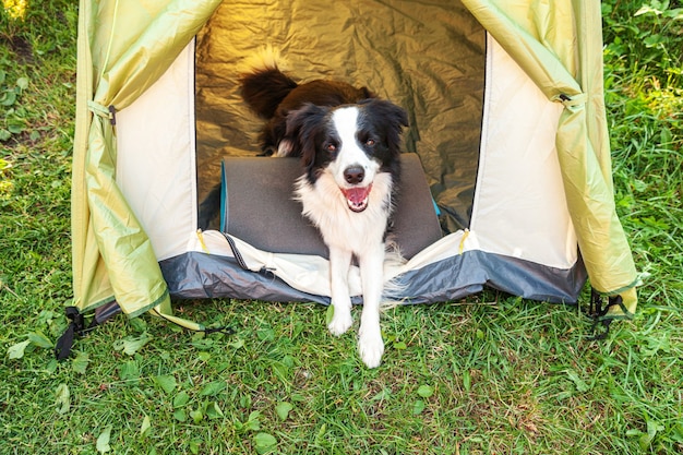 Premium Photo | Outdoor portrait of cute funny puppy dog border collie ...