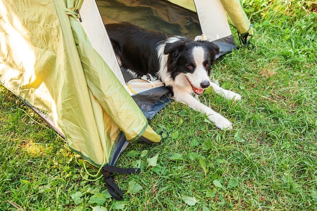 Premium Photo | Outdoor portrait of cute funny puppy dog border collie ...