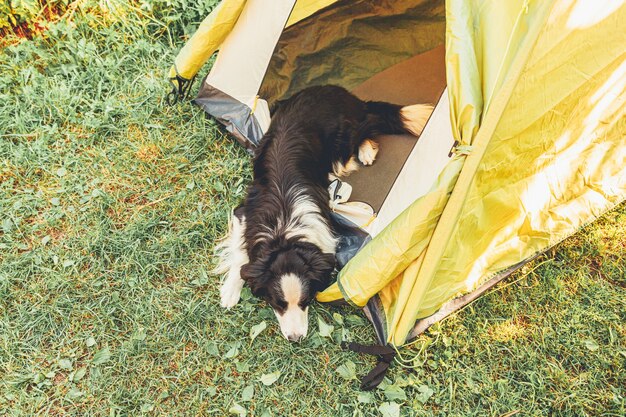 キャンプテントの中に横たわっているかわいい面白い子犬の犬のボーダーコリーの屋外の肖像画 ペットの旅行 犬の仲間との冒険 保護者とキャンプの保護 旅行観光のコンセプト プレミアム写真