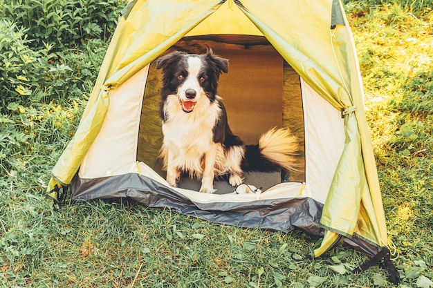 キャンプテントの中に座っているかわいい面白い子犬の犬のボーダーコリーの屋外の肖像画 ペットの旅行 犬の仲間との冒険 保護者とキャンプの保護 旅行観光のコンセプト プレミアム写真