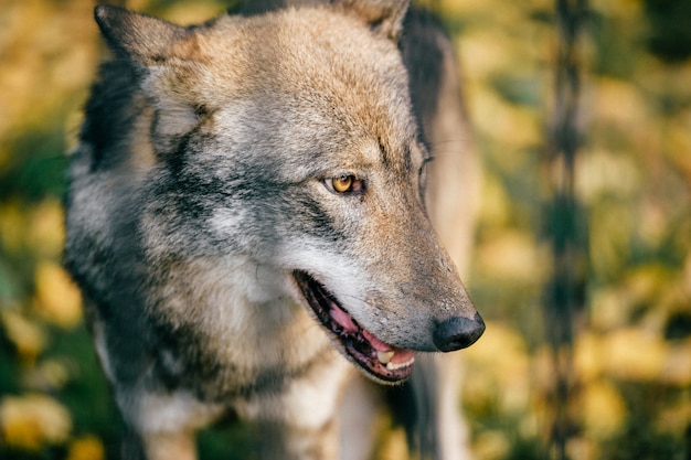 wolf dog muzzle