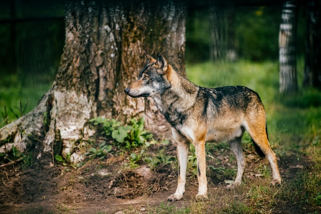 Premium Photo | Outdoor wolf portrait. wild carnivore predator at ...