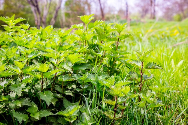 Premium Photo | Overgrown nettles in the garden. nettle is a medicinal ...