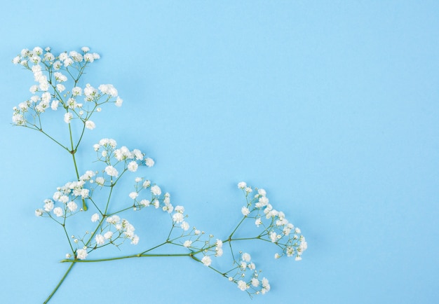 Premium Photo Overhead View Of Baby Breath Flowers On Colored Backdrop