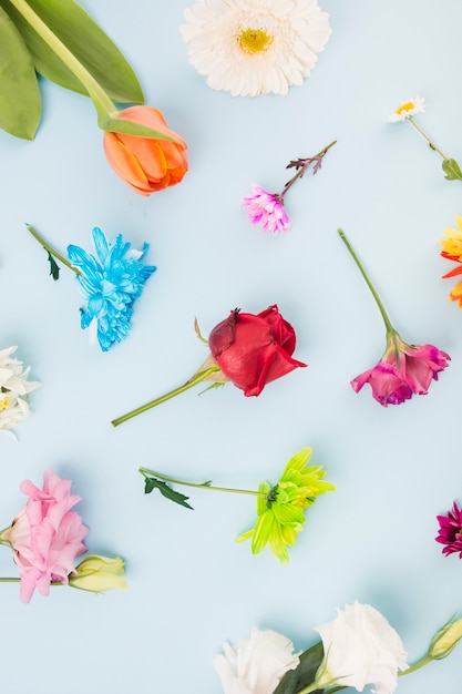 Overhead view of different type of colorful flowers on blue background ...