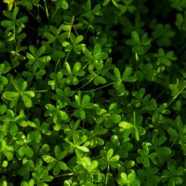 Free Photo Overhead View Of Green Leaves Plants