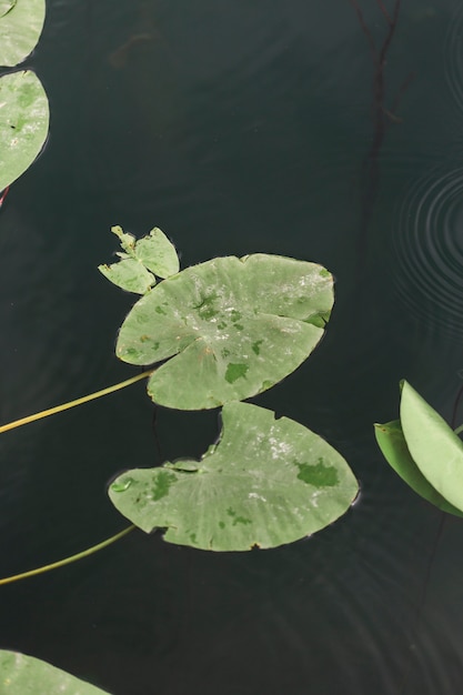 denemo edit with lilypad denemo edit with lilypad