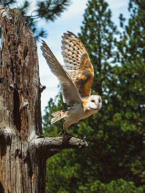 ハイデザートミュージアムで 羽を広げた木の枝のフクロウが飛ぶところです 無料の写真