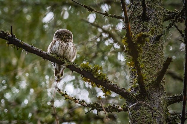 木の枝の上に座って カメラ目線のフクロウ 無料の写真