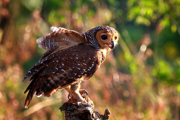 フクロウは小さな鶏の獲物を捕まえる 動物のクローズアップ 木の狩りでフクロウ プレミアム写真