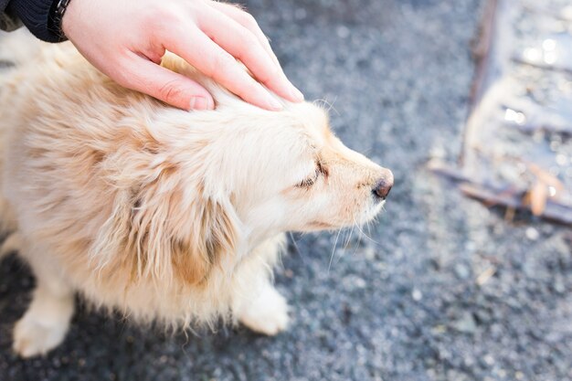 愛犬を優しく愛撫する飼い主 白い犬の頭を撫でる男性の手 プレミアム写真