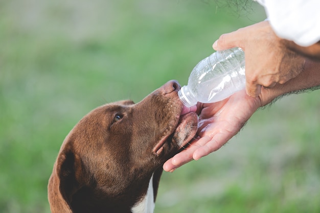 飼い主は犬に哺乳瓶から飲み物への水を与えました 無料の写真