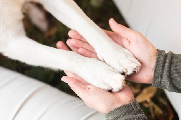 Owner holding dog paws in hands | Free Photo