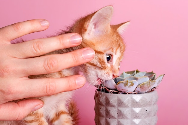 飼い主は子猫がサボテンを噛むのを止めます かわいい生姜の小さな猫は 猫のための特別なハーブの代わりに観葉植物を食べます ペットや植物は 観葉植物を食べるのをやめます プレミアム写真