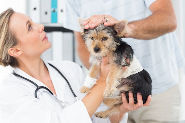 Premium Photo | Owner with puppy visiting veterinarian