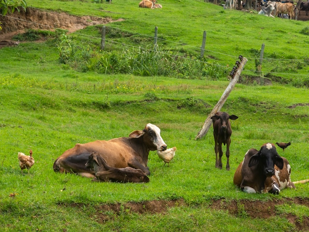 Premium Photo | Oxen living free in the filed - livestock cattle