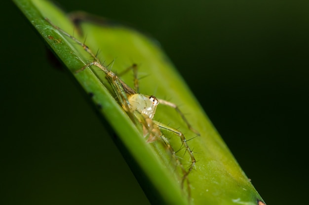 Premium Photo | Oxyopes javanus throll on the leaves can jump to catch ...