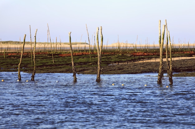 Premium Photo Oyster Farm In Arcachon Bay France