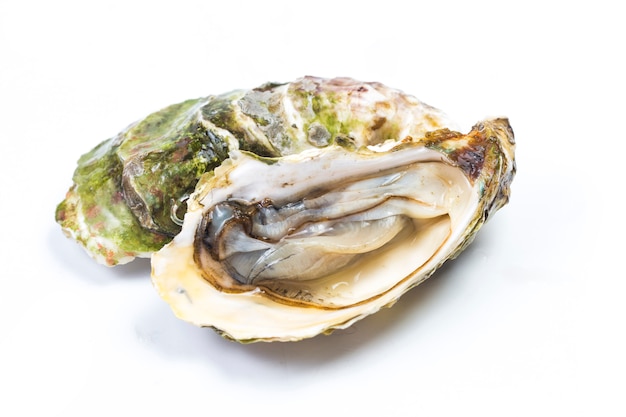 Premium Photo | Oysters in the white background