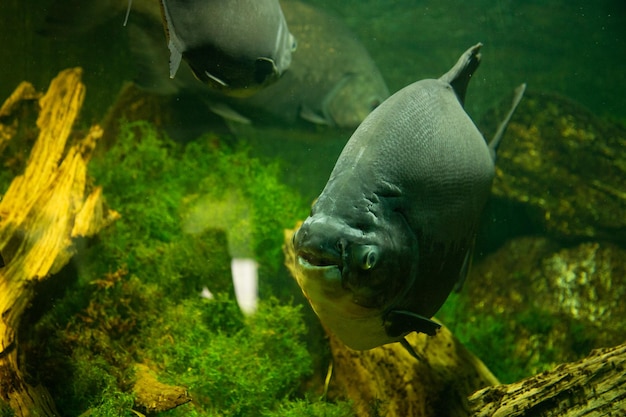 Premium Photo | Pacu fish in aquarium