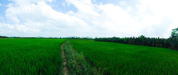 premium-photo-paddy-field-tamil-nadu