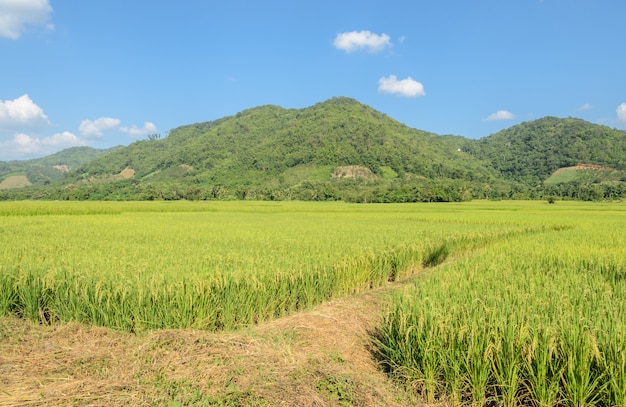 Premium Photo | Paddy field with trail in sunny day